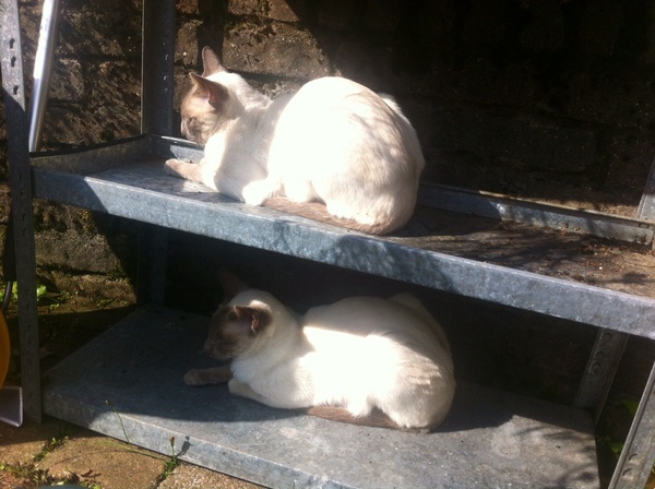 Westminstenders: Prorogation