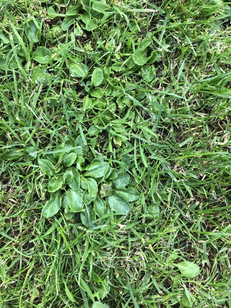 Lawn help please