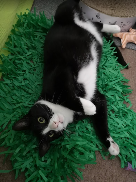 New cat (#3) settling in