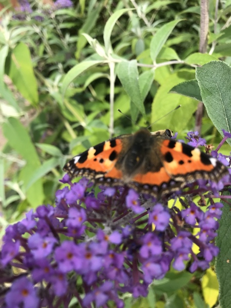 Butterflies ... Have you seen many this year?