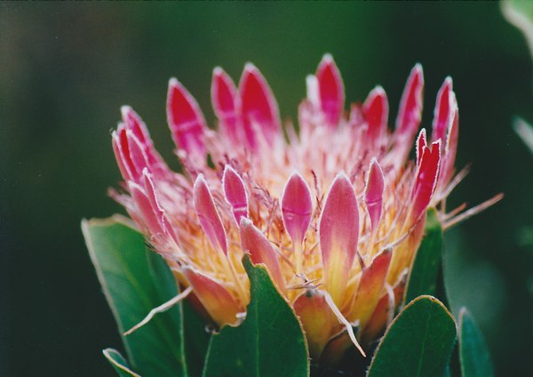 Three weeks in South Africa - your best recommendations!