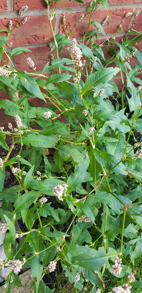 Another 'Do anyone know what this plant is please' thread