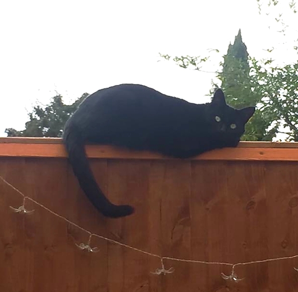 Happy Black Cat appreciation day.