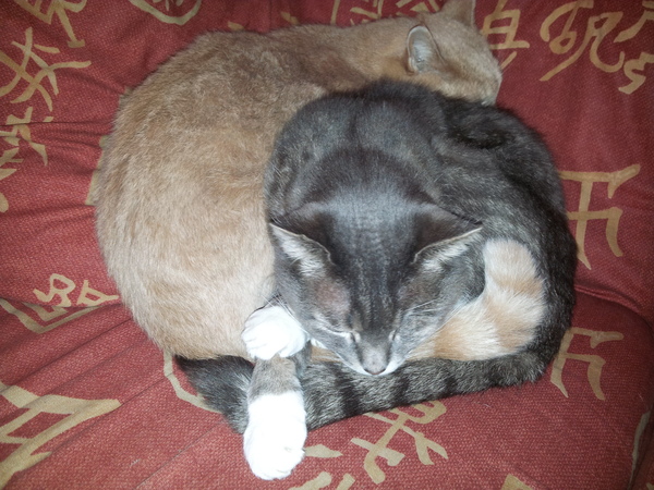 I want to show off my cats!