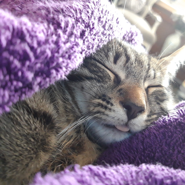 I want to show off my cats!