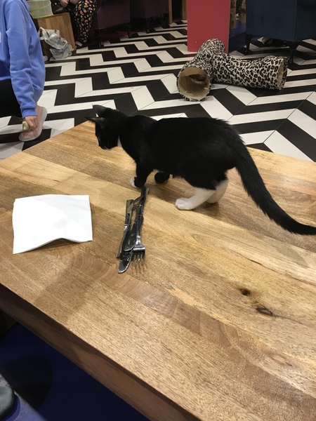 Pilling the cat: 100 easy steps