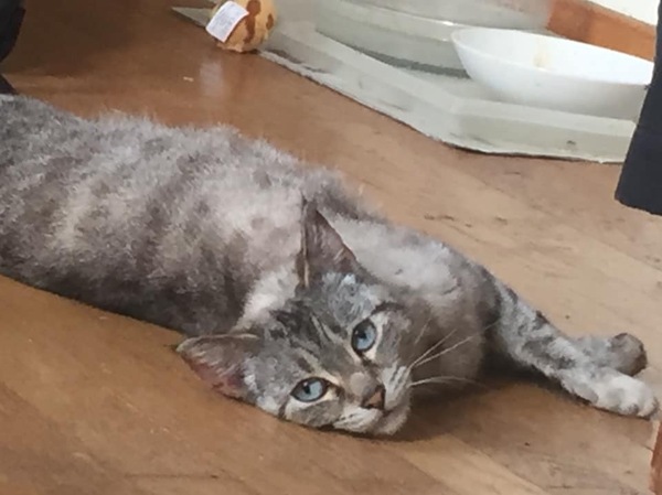 Abandoned cat dilemma