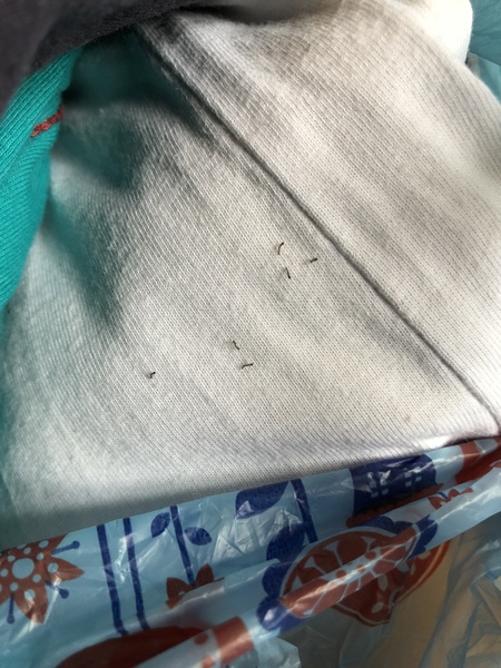 Help!!!  Tiny black lavae on laundry - what are they?