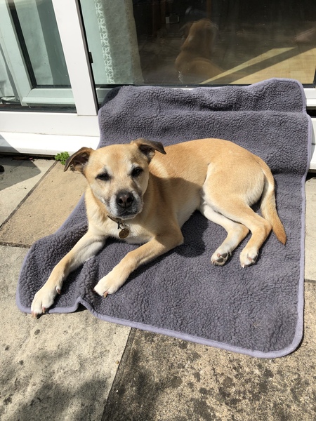 Want to test a Sleepeezee personalised dog bed? Sign up here! - NOW CLOSED