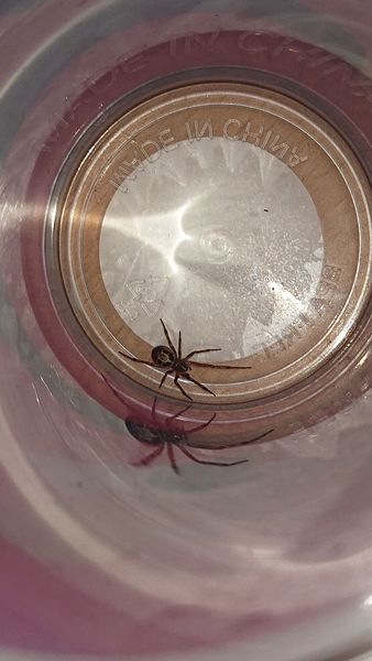Go home spider. Go home!
