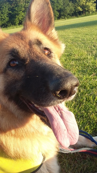 It's International Dog Day! Show us your lovely dogs.