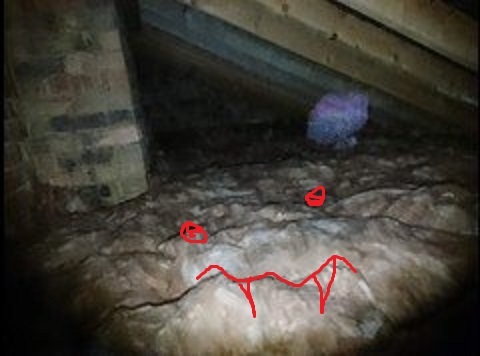 Please tell me this is not a ghost, even though it obviously is and I have to move