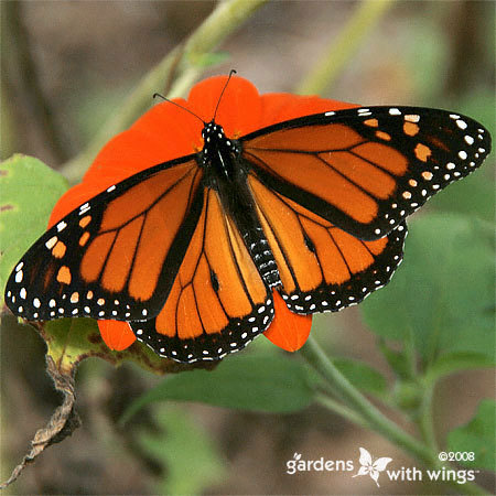 Butterflies ... Have you seen many this year?