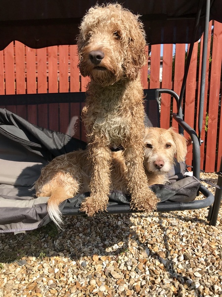 Want to see a fab pic of my golden blonde dog?