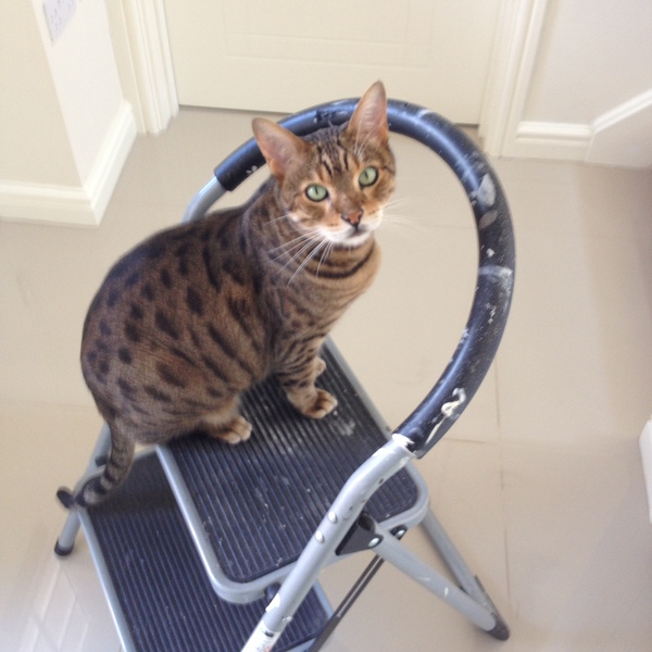 Cats being helpful