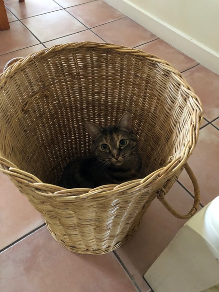 Cats being helpful