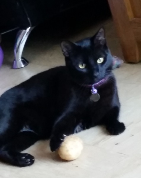 Happy Black Cat appreciation day.