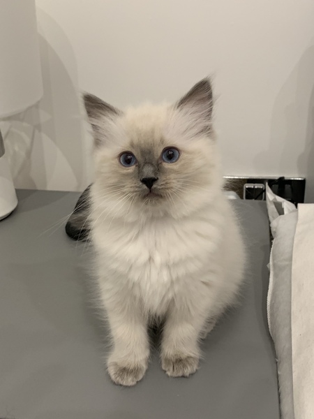 Ragdoll kittens update thread