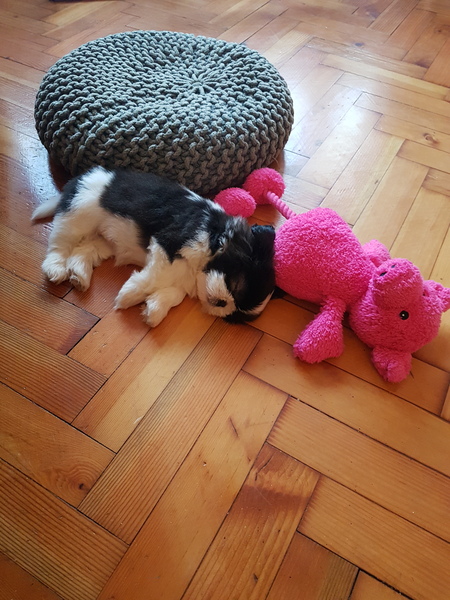 Young Puppy Support Group