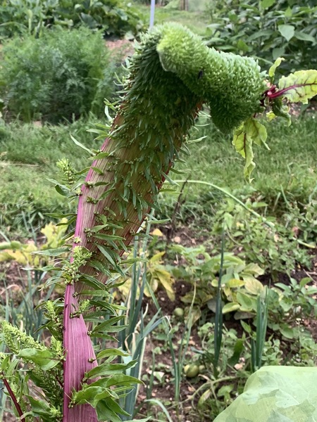 Allotment/Veg Patch Thread 14 ! growing into summer