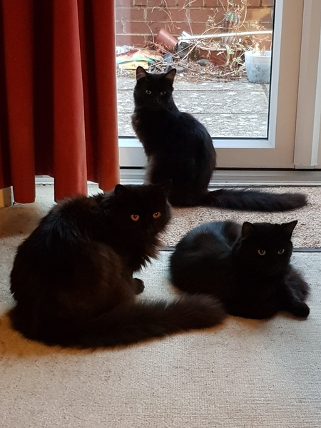 What's your DCat up to today? (Thread 7!)