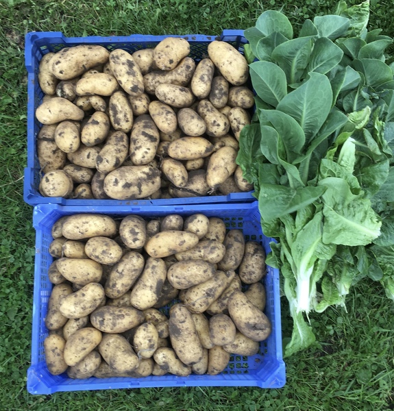 Allotment/Veg Patch Thread 14 ! growing into summer