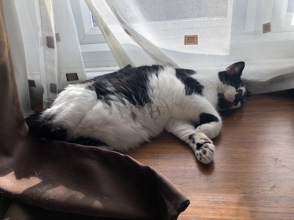 Happy international cat day!