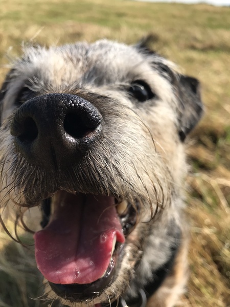 It's International Dog Day! Show us your lovely dogs.