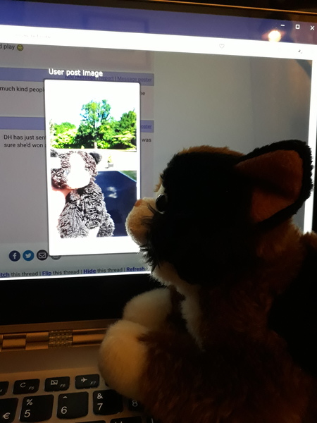 Lost toy cat, heartbroken DD can anyone help?