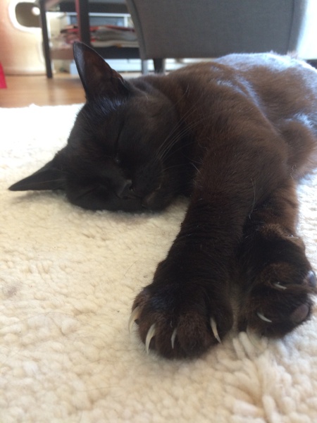 What's your DCat up to today? (Thread 7!)