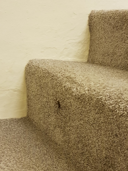 To burn the house down?
