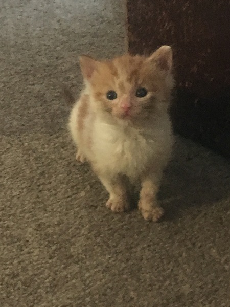 Name my kitten?