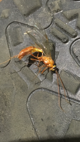 To ask what the hell this is???!