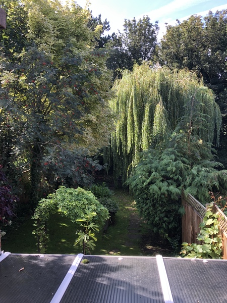 What would you do with this bit of garden?