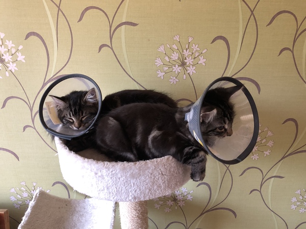 When should a cat be spayed?