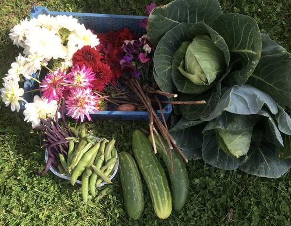Allotment/Veg Patch Thread 14 ! growing into summer