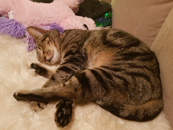 Westminstenders: 30 days to save us all!