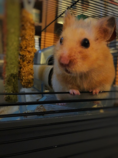 To ask what is the worst pet you have ever had?