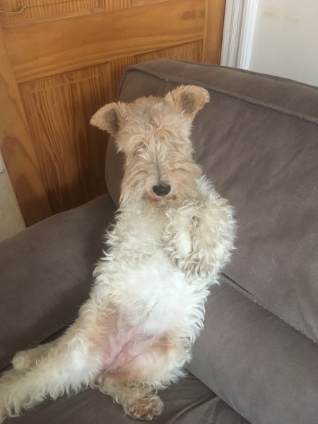 Want to test a Sleepeezee personalised dog bed? Sign up here! - NOW CLOSED