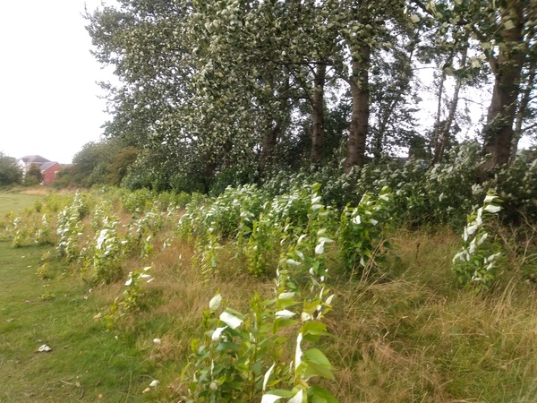 Is this Japanese Knotweed?