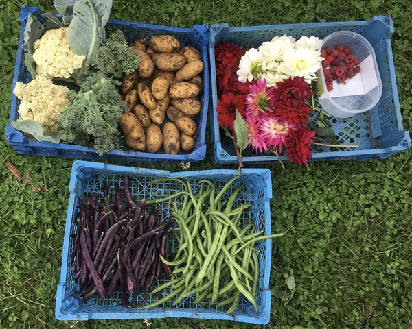 Allotment/Veg Patch Thread 14 ! growing into summer