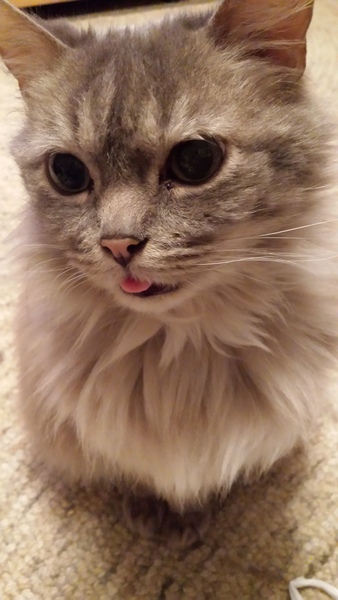 I want to show off my cats!