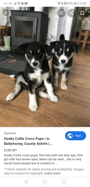what breed of dog is this???