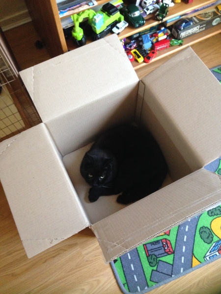 Happy Black Cat appreciation day.
