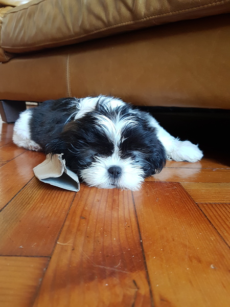 Young Puppy Support Group