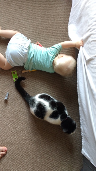 Does your cat "get" small humans?
