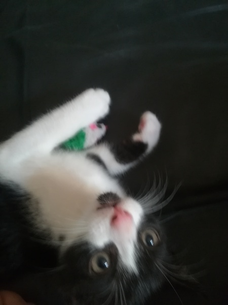 Does your cat have an absolute favourite toy?