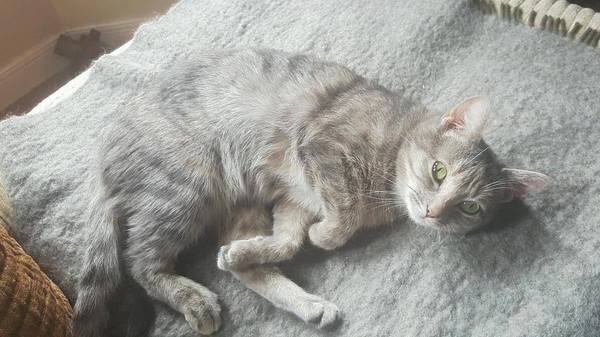 I want to show off my cats!