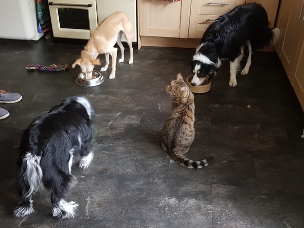 Next door's -thug- cat