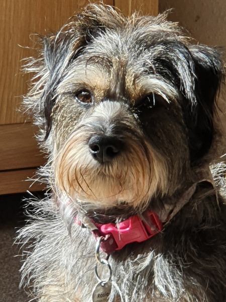 It's International Dog Day! Show us your lovely dogs.